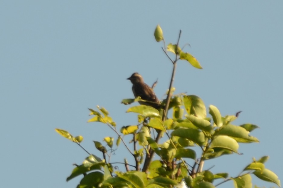 Moineau bridé - ML656981495