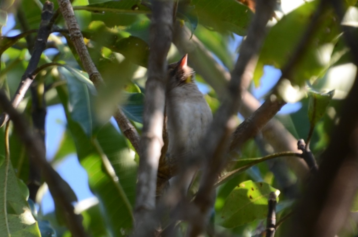 Moineau bridé - ML656981502