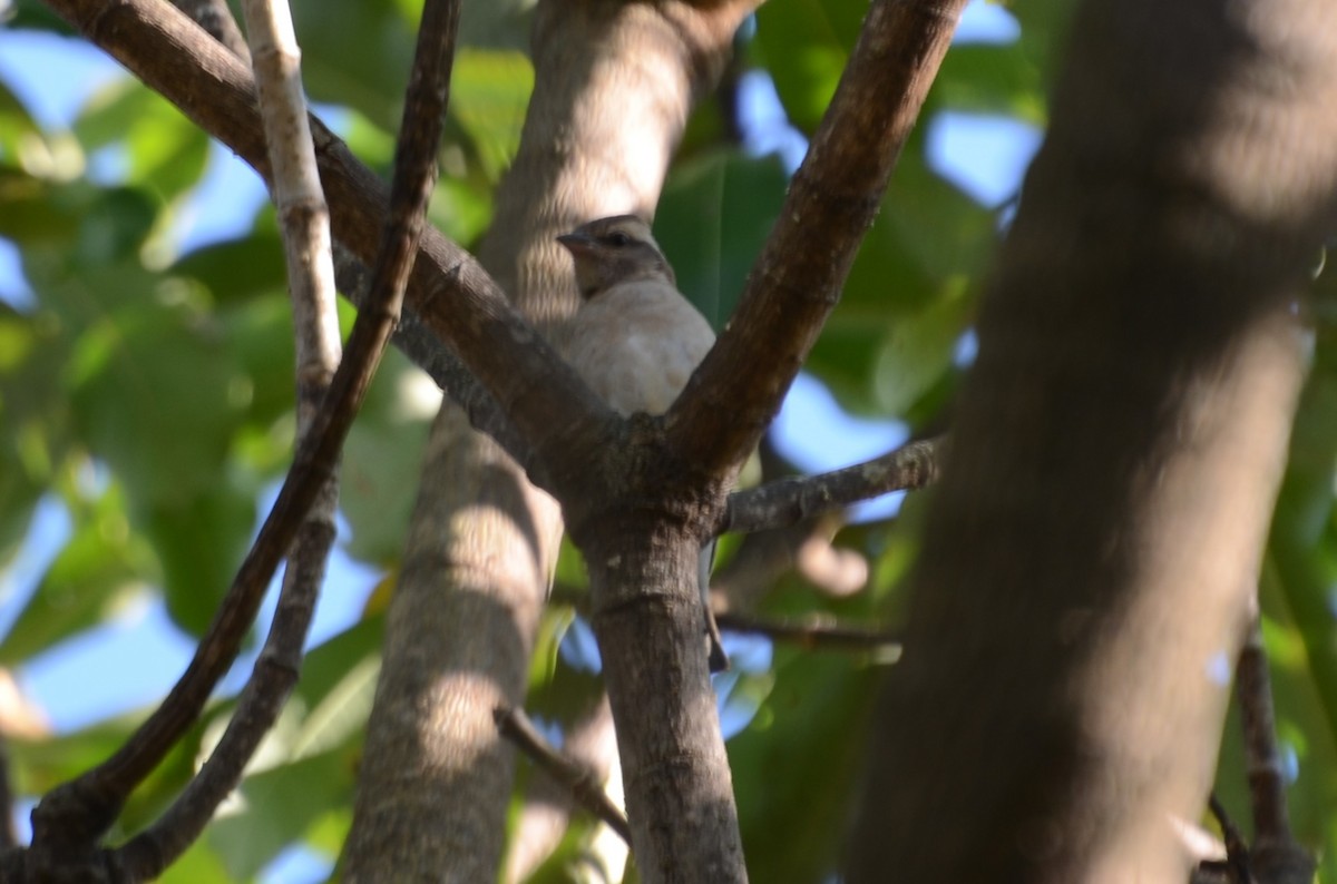 Moineau bridé - ML656981503