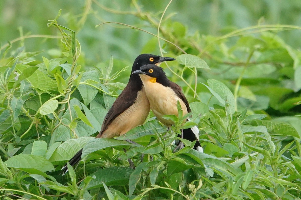 Black-capped Donacobius - ML656981521