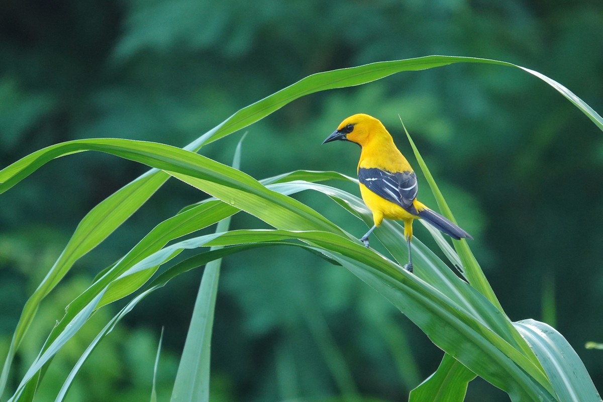 Yellow Oriole - ML656981524