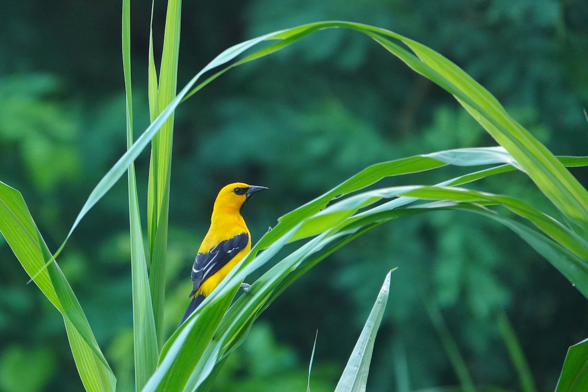 Yellow Oriole - ML656981525
