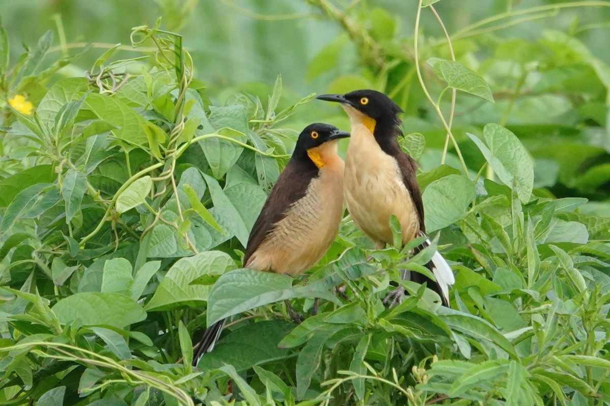 Black-capped Donacobius - ML656981535