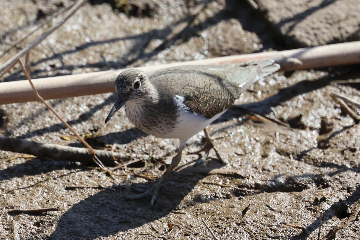 Common Sandpiper - ML656981853
