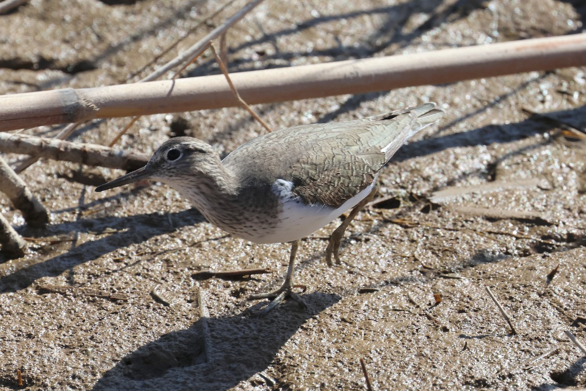 Common Sandpiper - ML656981855