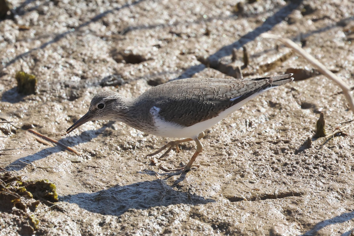 Common Sandpiper - ML656981856