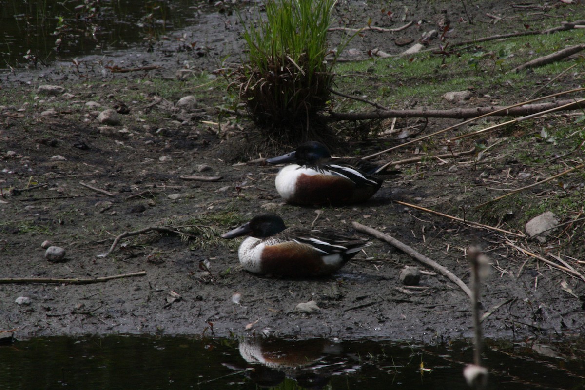 Northern Shoveler - ML656981960