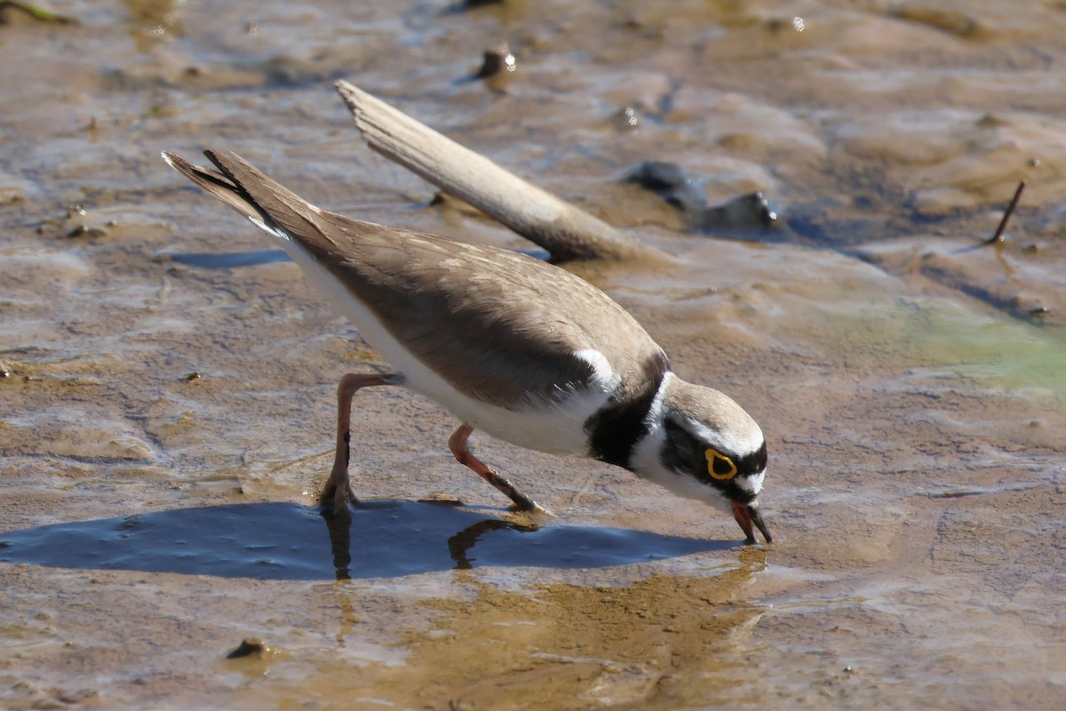 Little Ringed Plover - ML656982096