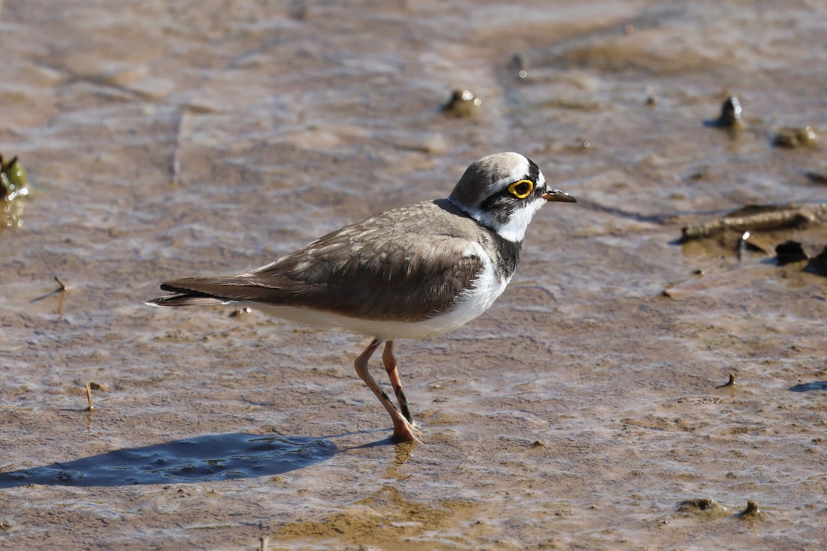 Little Ringed Plover - ML656982097