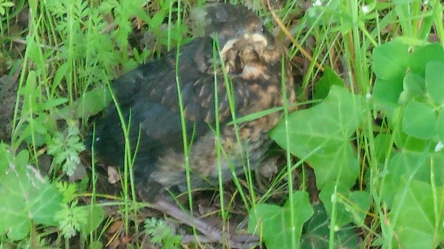 Eurasian Blackbird - ML656982438