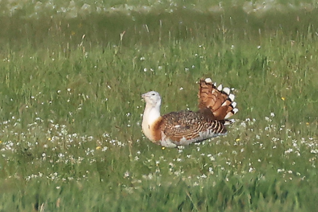 Great Bustard - ML656982451