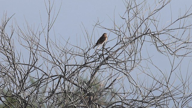 Rufous-tailed Scrub-Robin - ML656982917
