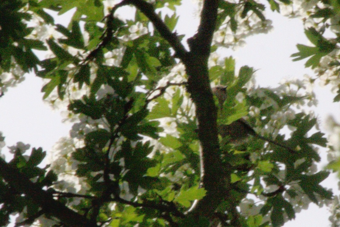 Western Warbling Vireo - ML656983008
