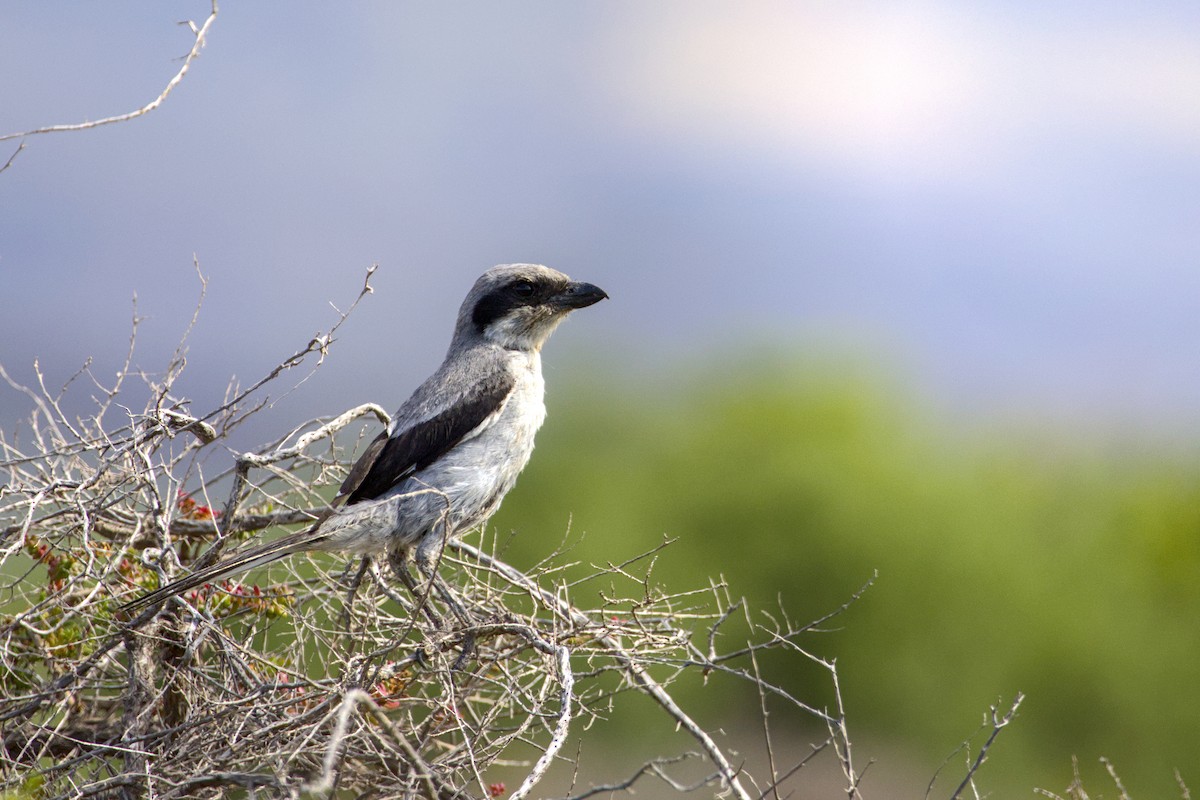 Great Gray Shrike - ML656983101