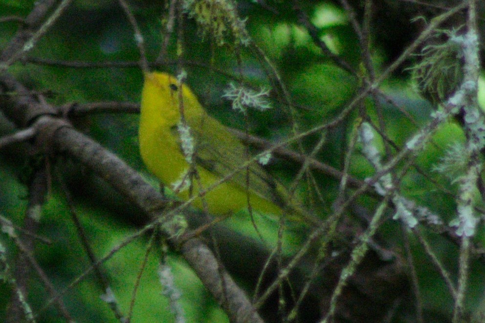Wilson's Warbler - ML656983190
