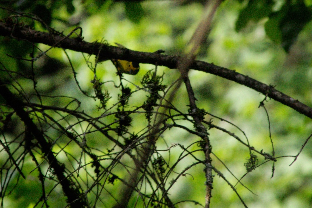 Wilson's Warbler - ML656983229