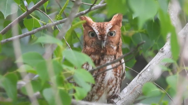 Eastern Screech-Owl - ML656983427