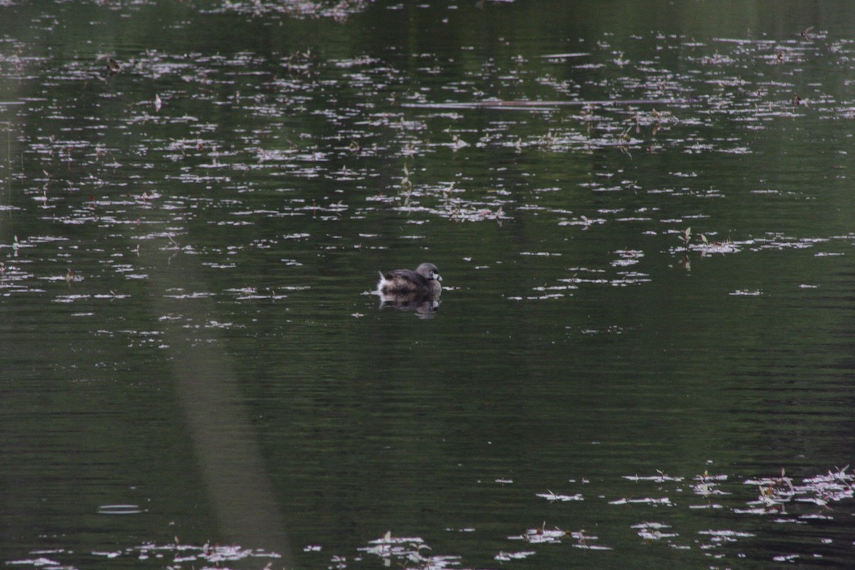 Pied-billed Grebe - ML656983521
