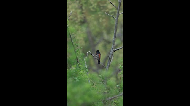 Orchard Oriole - ML656984705