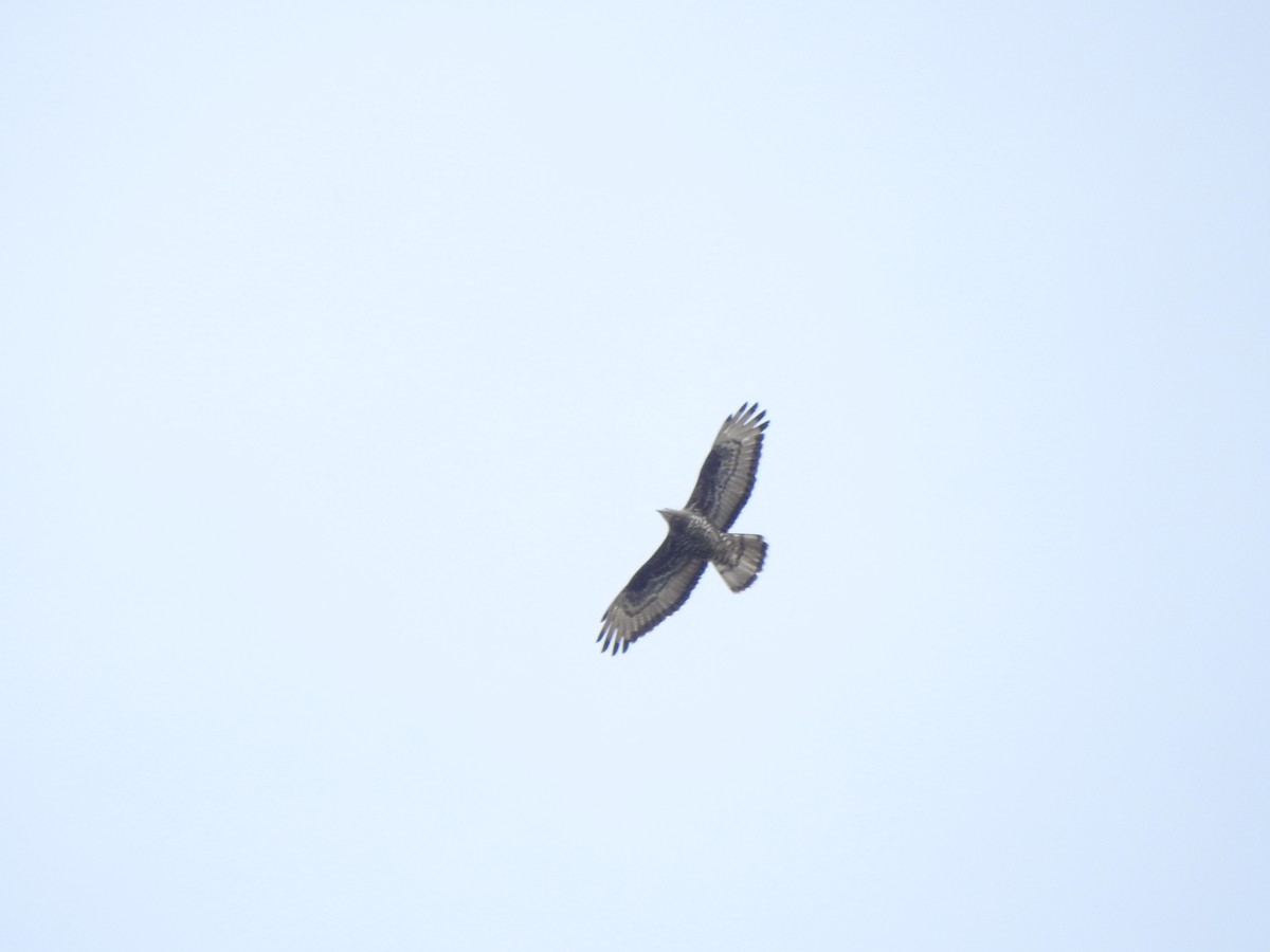 European Honey-buzzard - ML656984781