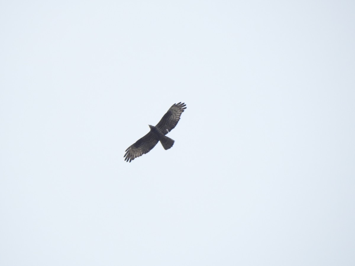 European Honey-buzzard - ML656984804