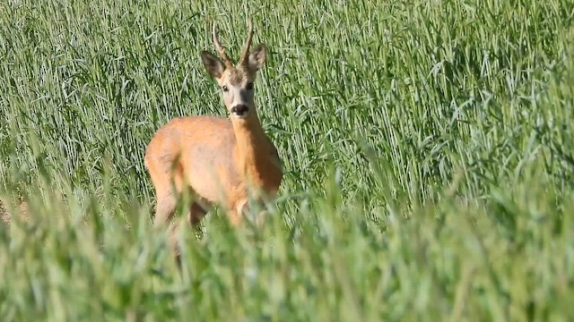 Western Roe Deer - ML656984822