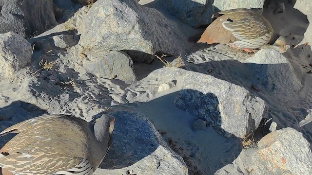 Tibetan Snowcock - ML656984939