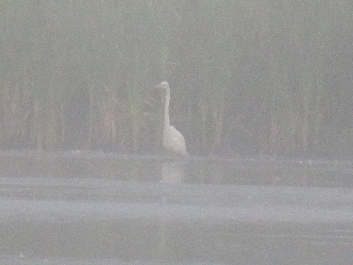 Great Egret - ML65698501