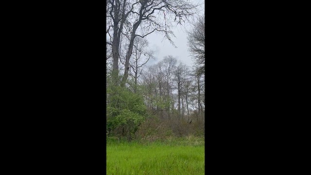 Animals - ML656985443
