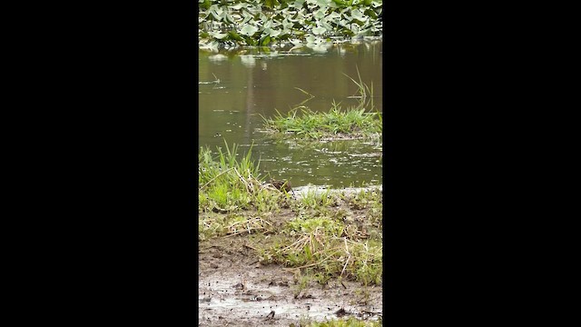 Wilson's Snipe - ML656985513