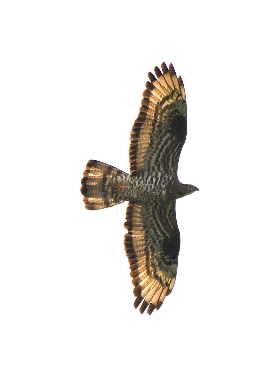 European Honey-buzzard - ML656986052