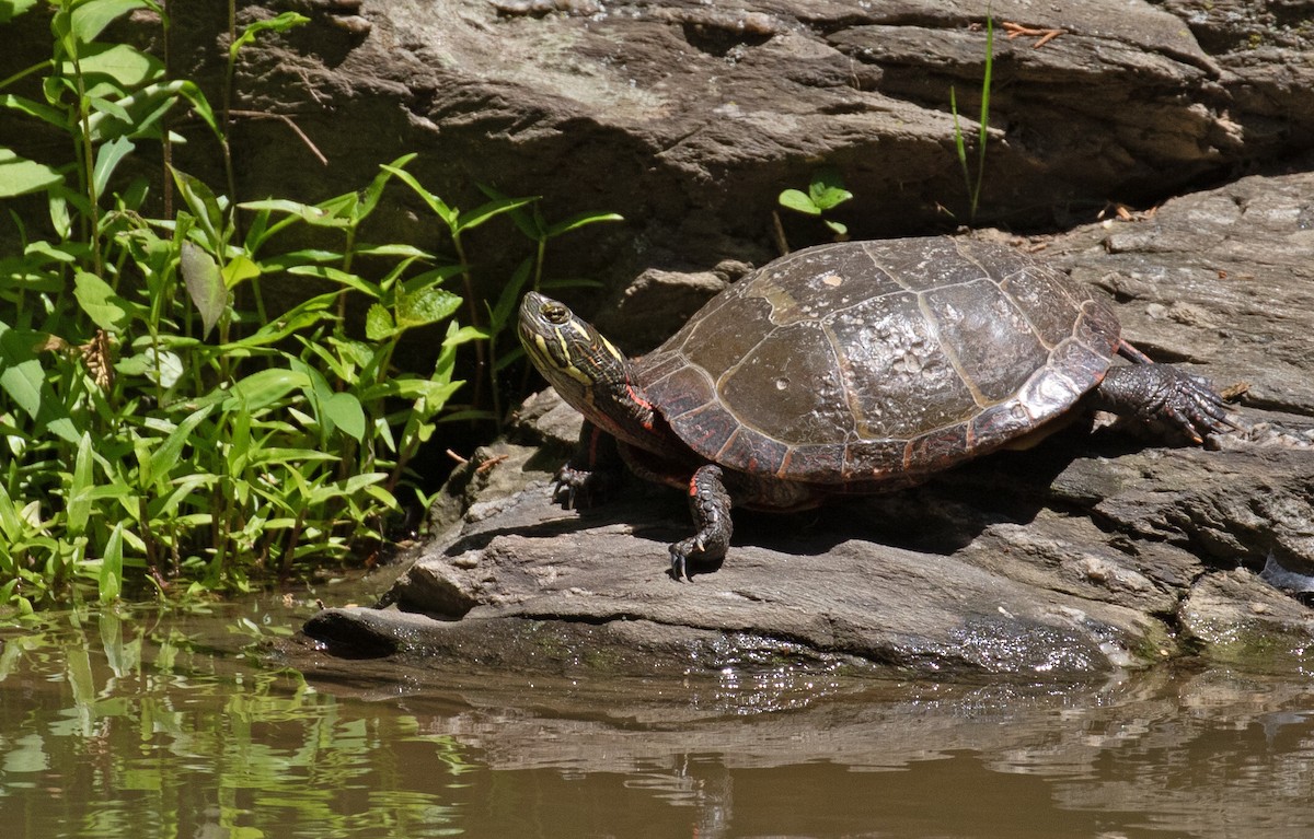 Reptiles - ML656986187