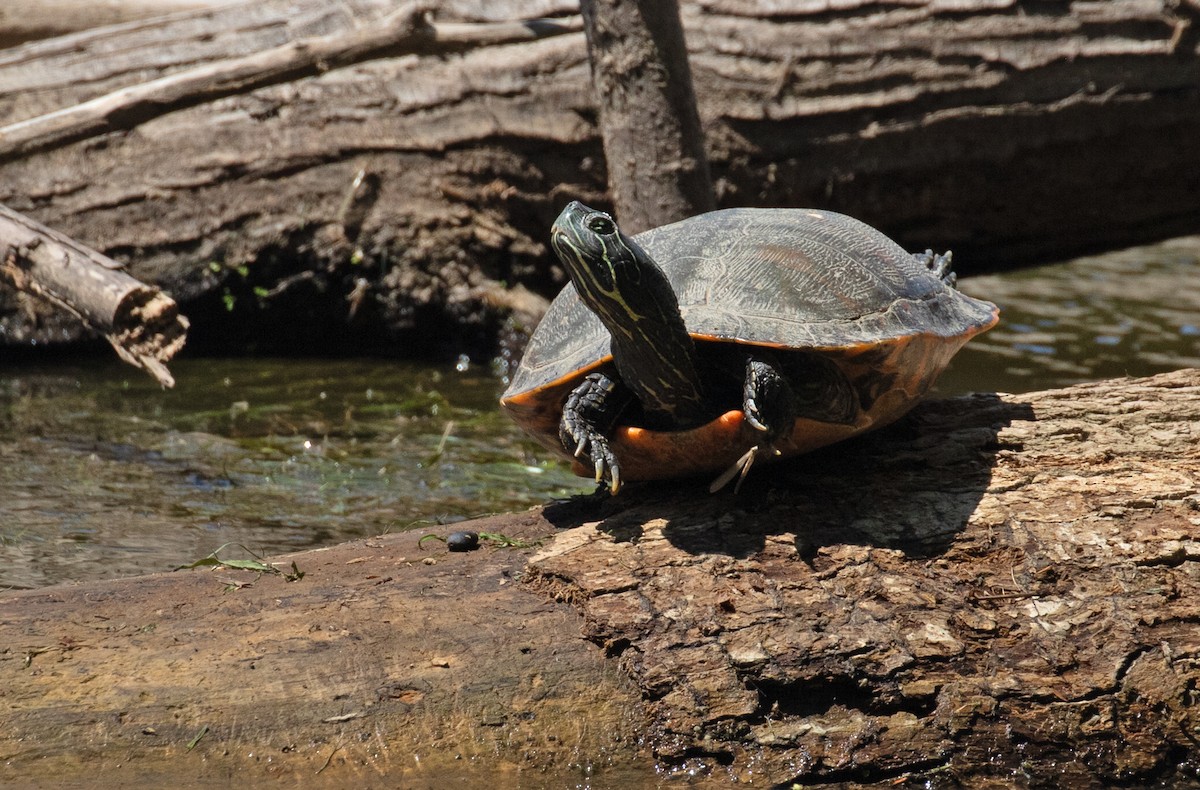 Northern Red-bellied Cooter - ML656986188