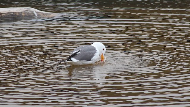 Western Gull - ML656986289