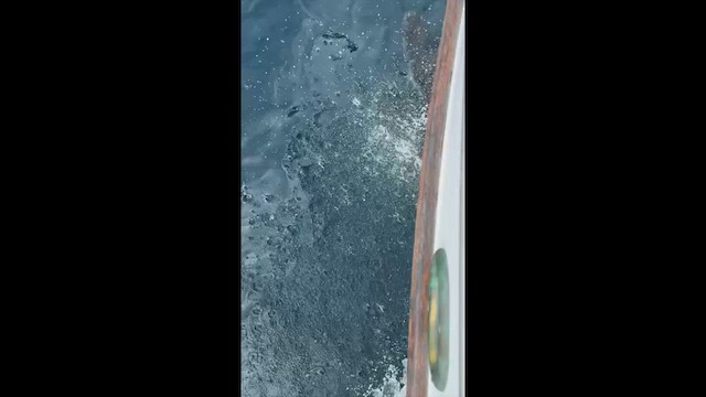 Pacific White-sided Dolphin - ML656986395