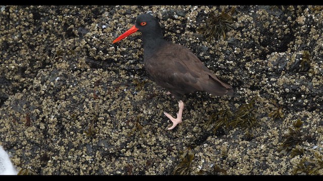 Black Oystercatcher - ML656986513