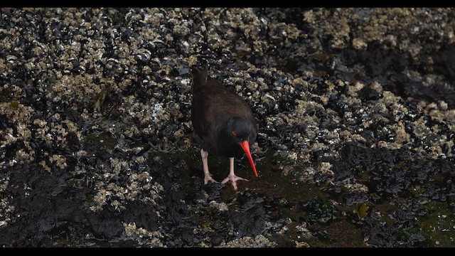 Black Oystercatcher - ML656986524