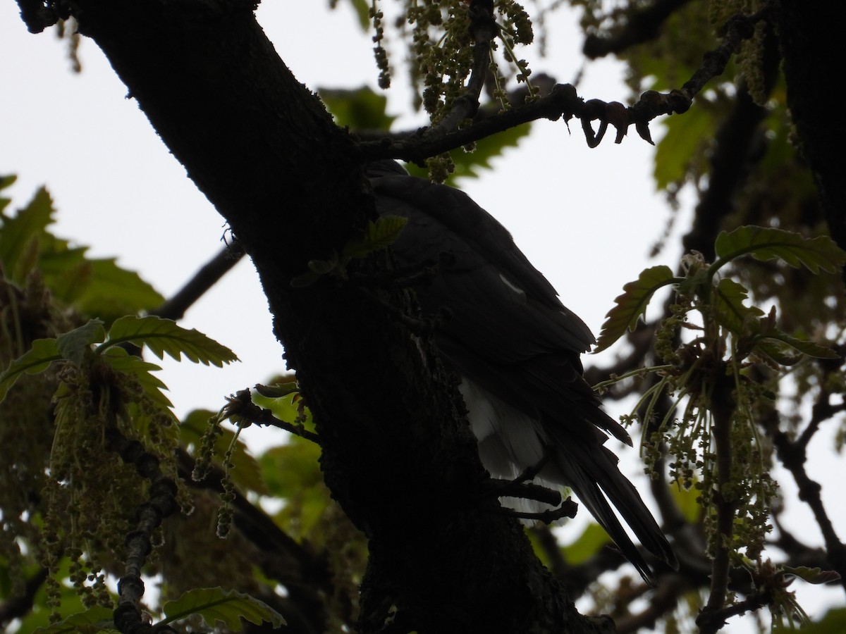 Eurasian Sparrowhawk - ML656987839