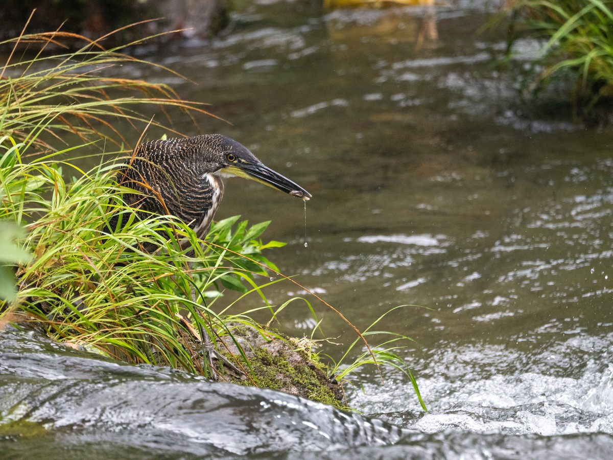 Fasciated Tiger-Heron - ML656987840