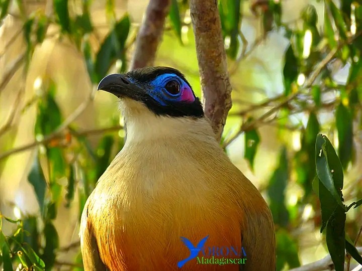 Giant Coua - ML656987850