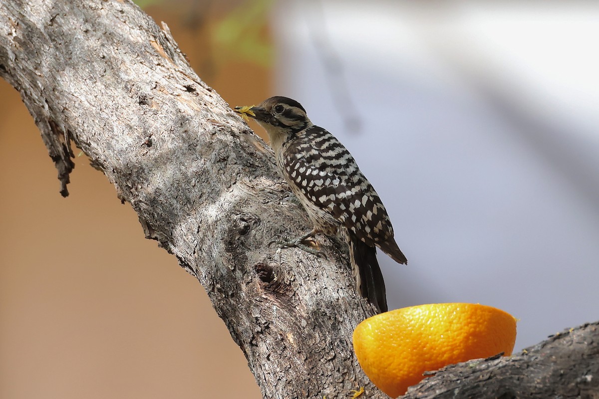 Ladder-backed Woodpecker - ML656987852