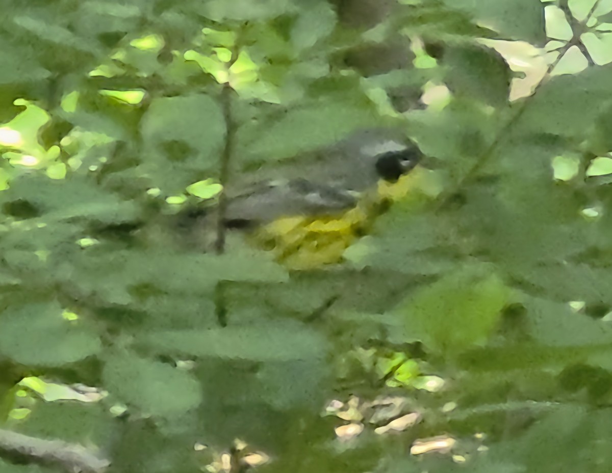 Magnolia Warbler - ML656987858