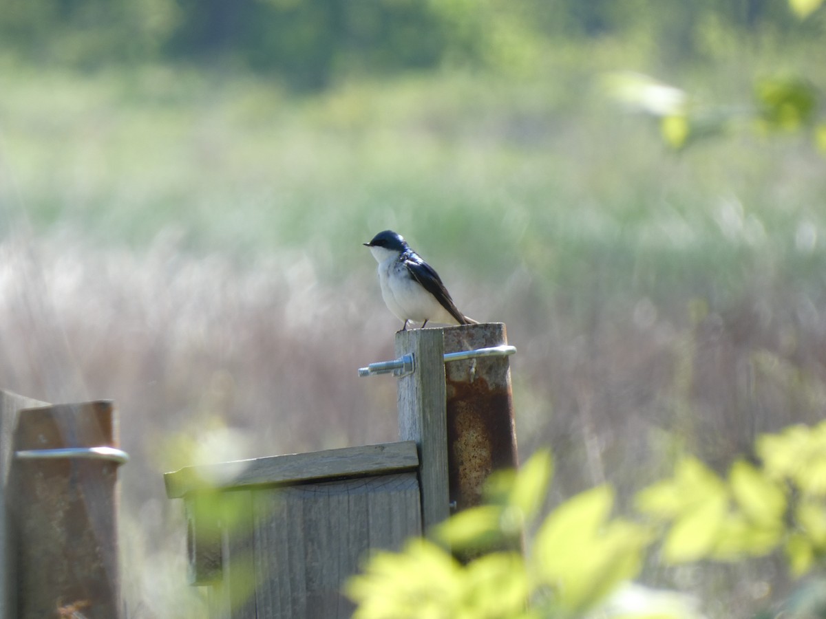 Tree Swallow - ML656987861