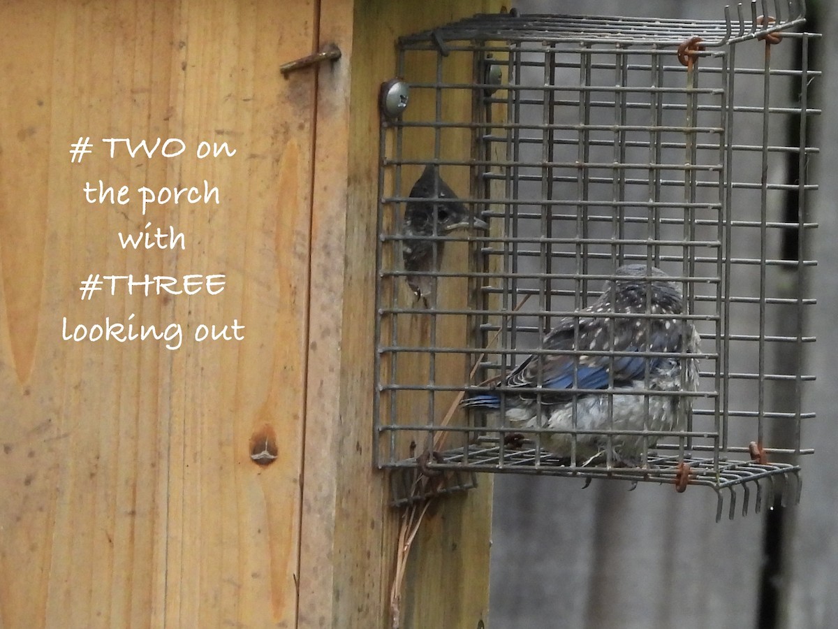 Eastern Bluebird - ML656987862
