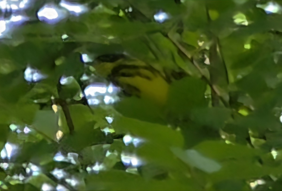 Magnolia Warbler - ML656987863
