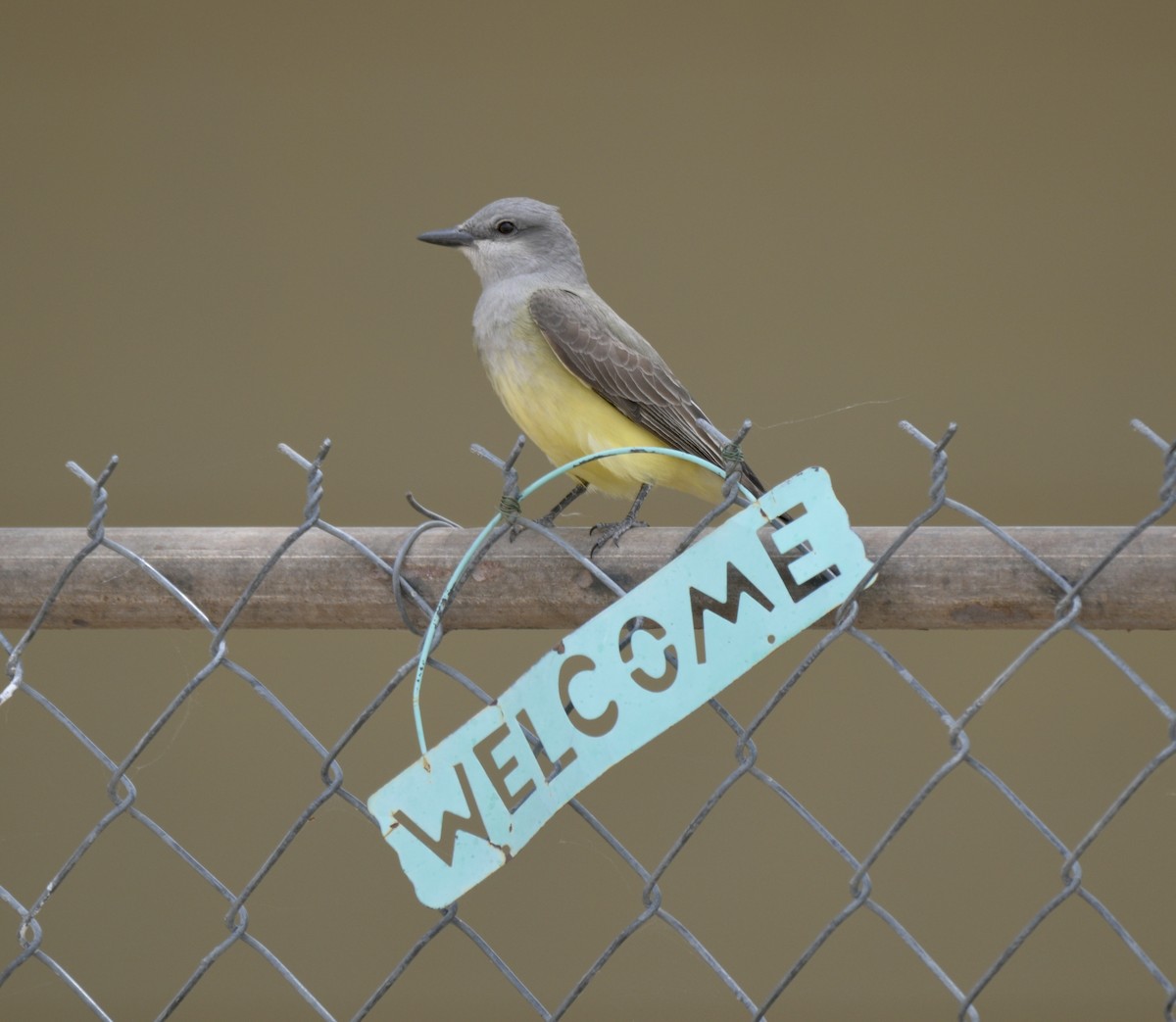 Western Kingbird - ML656987866