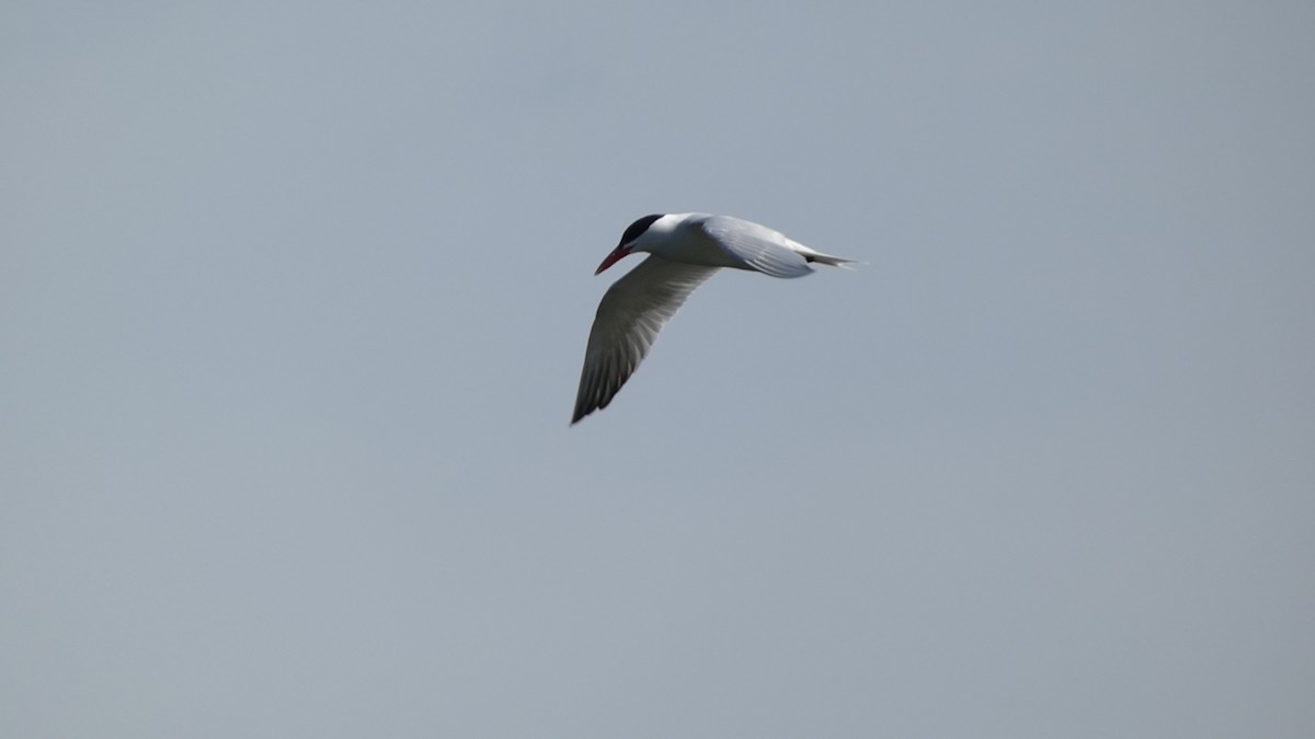 Caspian Tern - ML656987871
