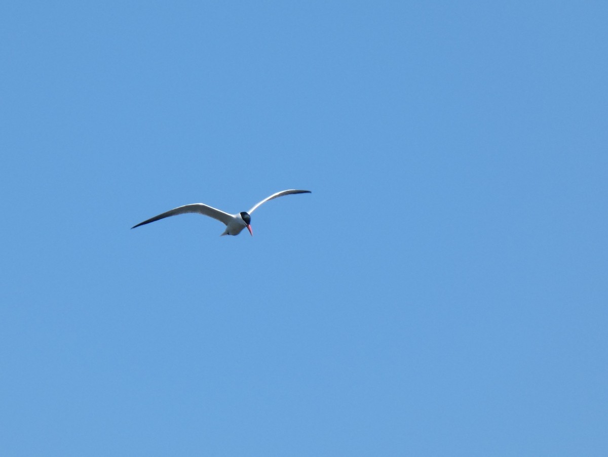 Caspian Tern - ML656987872
