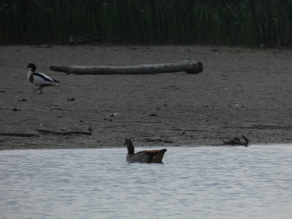 Egyptian Goose - ML656987876