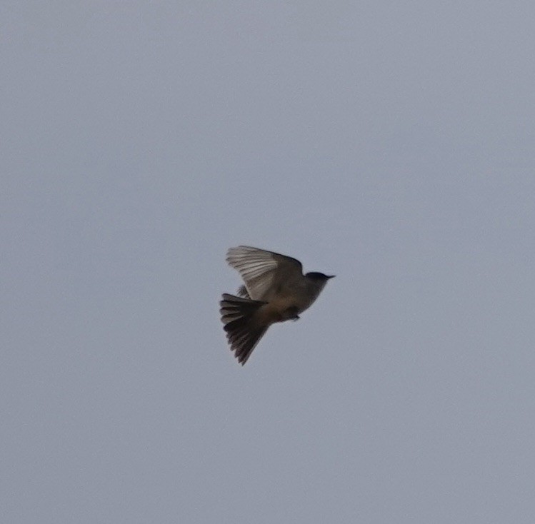Say's Phoebe - ML656987879